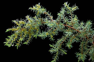 karanlık bir arka planda güzel ardıç şube