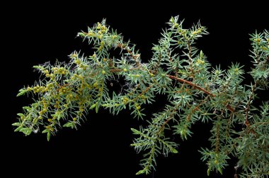 karanlık bir arka planda güzel ardıç şube