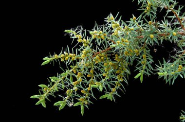 karanlık bir arka planda güzel ardıç şube