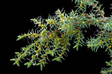 karanlık bir arka planda güzel ardıç şube