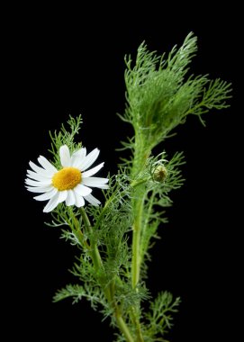 Koyu arka planda yaprakları Ile güzel genç papatya çiçekler