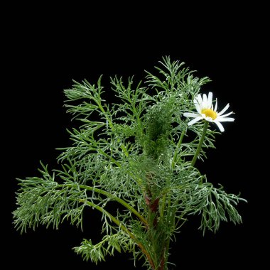 Koyu arka planda yaprakları Ile güzel genç papatya çiçekler