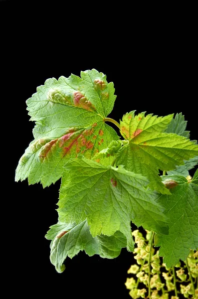 Sick young currant branches on a dark background — Stock Photo, Image