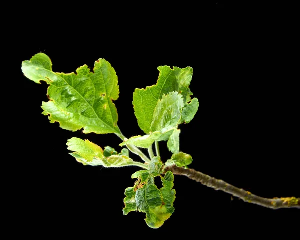 Sick young branches of Apple trees on a dark background — Stock Photo, Image