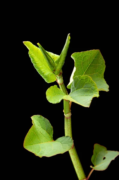 BEAUTIFUL YOUNG LEAVES ON A DARK BACKGROUND — Stok fotoğraf