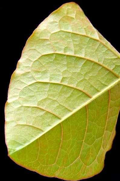 BEAUTIFUL YOUNG LEAVES ON A DARK BACKGROUND — Stok fotoğraf