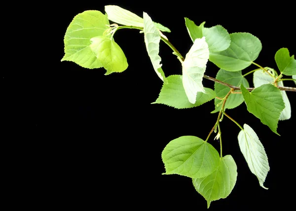 Beautiful young Linden branch on dark background — Stock Photo, Image