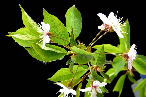 Sjukt vacker gren av Cherry på en mörk bakgrund — Stockfoto