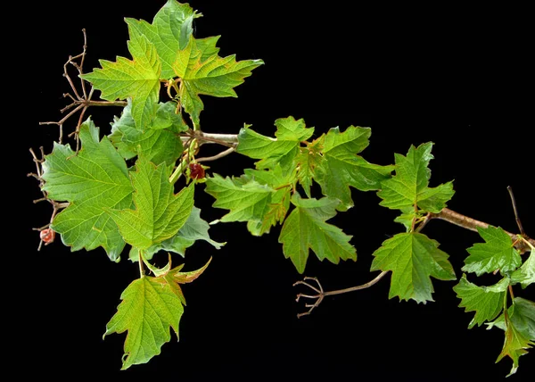 Jovens ramos doentes de viburnum em um fundo escuro — Fotografia de Stock