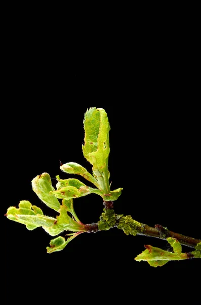 Sjuka unga grenar av äppel träd på en mörk bakgrund — Stockfoto