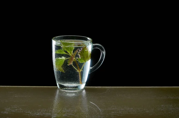 Cup of medicinal nettle tea on black background — Stock Photo, Image