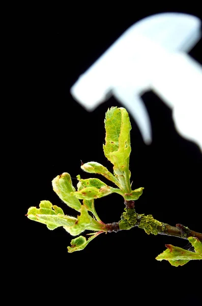Karanlık bir arka planda Apple ağaçları hasta genç dalları — Stok fotoğraf