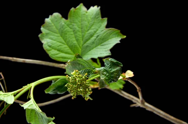 Karanlık bir arka planda Viburnum hasta genç dalları — Stok fotoğraf