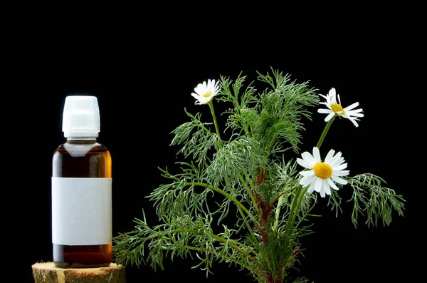 HERMOSAS FLORES DE NIÑOS DAISY CON Hojas Y FRASCO DE MEDICINA EN FONDO DE OSCURIDAD —  Fotos de Stock