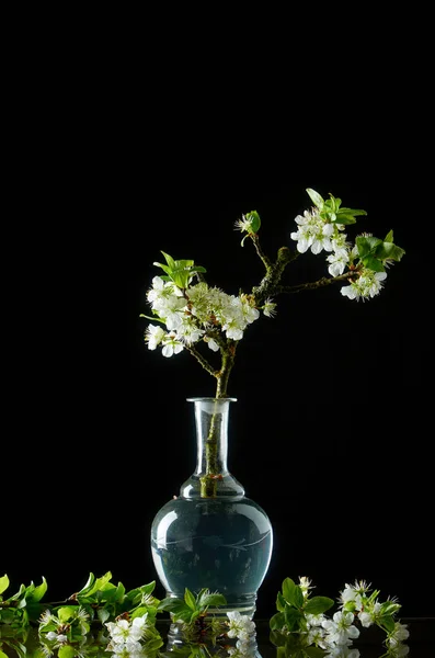 Ameixa florescente em um vaso e fumaça — Fotografia de Stock