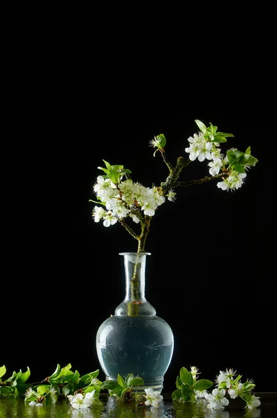 Blooming plum in a vase and smoke — Stock Photo, Image