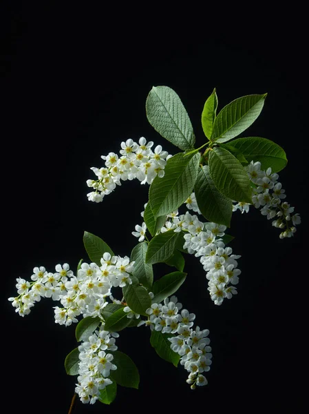 Blommor och blad av Bird Cherry karpaltunnelsyndrom på en svart bakgrund — Stockfoto