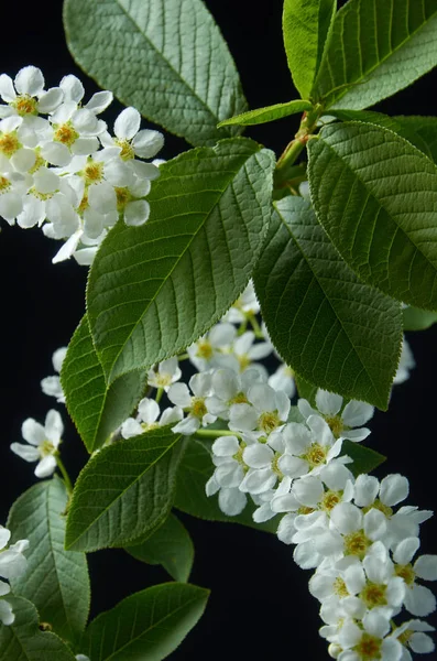 Blommor och blad av Bird Cherry karpaltunnelsyndrom på en svart bakgrund — Stockfoto