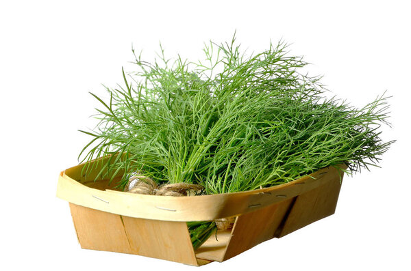 YOUNG FRESH DILL IN A WOODEN TRAY ISOLATE ON WHITE