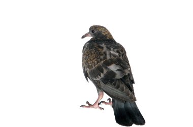 Izole Bir Yüzeyüzerinde Kuş Güvercini. Kentsel Kuş.