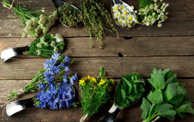 Taze şifalı otlar. Şifalı otlar (papatya, pelin, yar