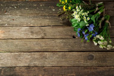 Taze şifalı otlar. Şifalı otlar (papatya, pelin, yar