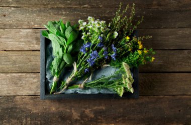 Taze şifalı otlar. Şifalı otlar (papatya, pelin, yar