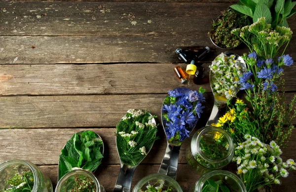 Fresh medicinal herbs. Medicinal herbs (chamomile, wormwood, yar