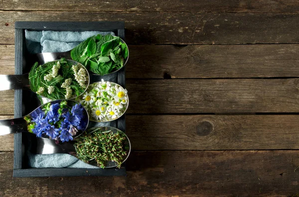 Taze şifalı otlar. Şifalı otlar (papatya, pelin, yar