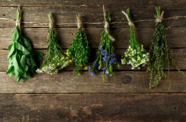 Taze şifalı otlar. Şifalı otlar (papatya, pelin, yar