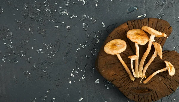 Funghi freschi con spezie ed erbe sulla lavagna nera. Vista da — Foto Stock