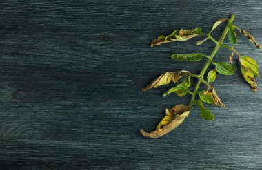 Arka planda sebzeler. Tahta bir yüzeyde hasta sebzeler. Kopyalama Alanı