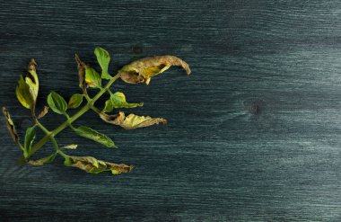 Arka planda sebzeler. Tahta bir yüzeyde hasta sebzeler. Kopyalama Alanı