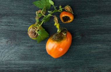 Arka planda sebzeler. Tahta bir yüzeyde hasta sebzeler. Kopyalama Alanı