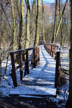 Mostek w lesie pionowo