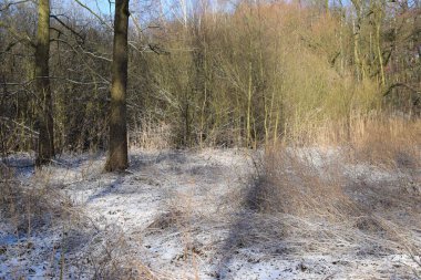 Lesna polanka zimow por