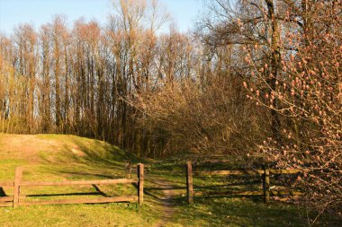Lesny plotek widziany poziomo