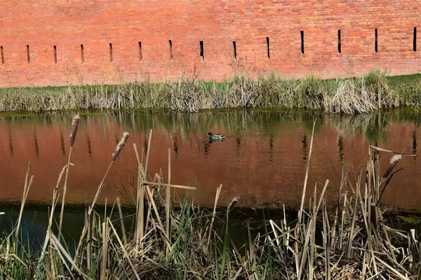 Kaczor Stawie Przy Ceglanym Murze Poziomo — Stock fotografie