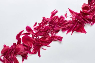 Pembe gül yaprakları ya da beyaz arkaplanda beyaz arkaplanda yükselen köşegenler