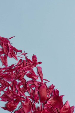 Mavi arka planda gül yaprakları ya da pembe piyon. metin için boşluk kopyala