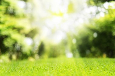 Güneş arka plan doğa odak yakın çekim yeşil