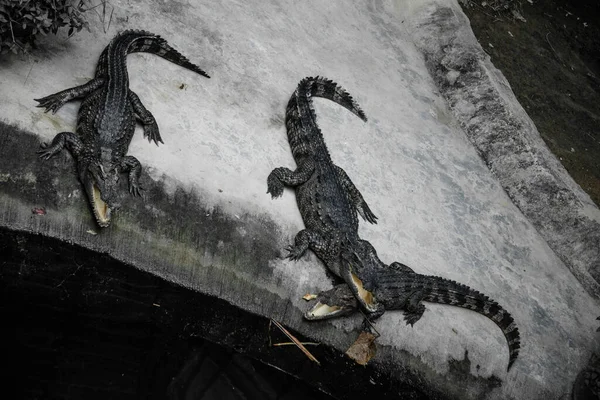 Három Krokodil Készül Enni Akváriumban Közel Vannak Vízhez — Stock Fotó