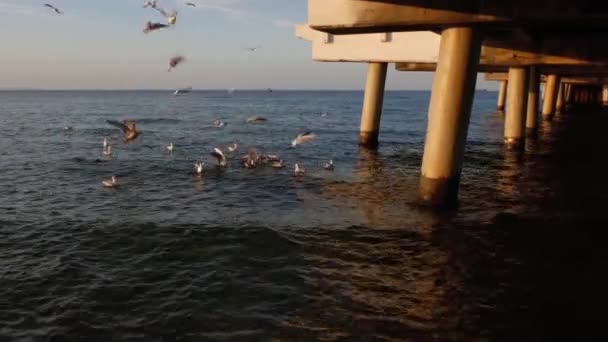 Sea Flying Swimming Seagulls Bridge Pier Coast Summer Day — Stock Video