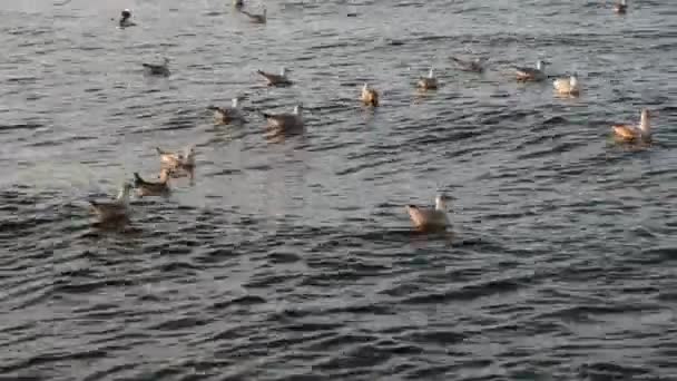 Gabbiani Che Nuotano Nel Mare Nell Oceano Onde Durante Giornata — Video Stock