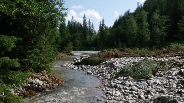 Река Лесу Татранском Национальном Парке Польша Европа Летний День — стоковое видео