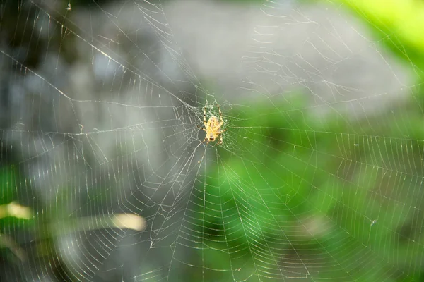 ネットワーククローズアップのクモの写真です — ストック写真