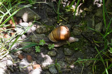 Salyangoz güneşin ışığında çimenlerde çakıl taşları üzerinde sürünerek.