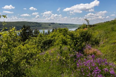 Ön planda mor çiçekler, çimenler ve yeşil çalılar ile yaz manzara. Dinyester Nehri ve beyaz bulutlar ile gökyüzü mesafe görülebilir. Ukrayna.
