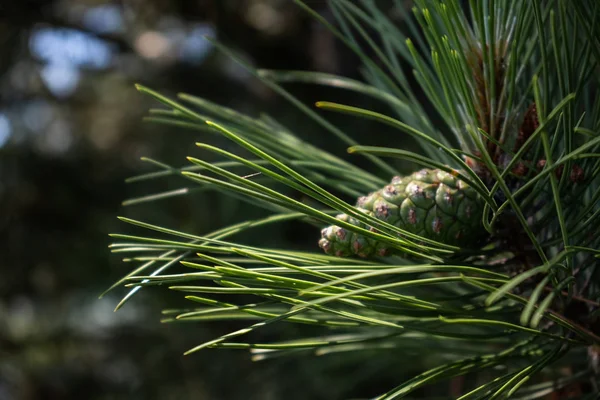 Green Pine Cone Branch Needles — Stock Photo, Image