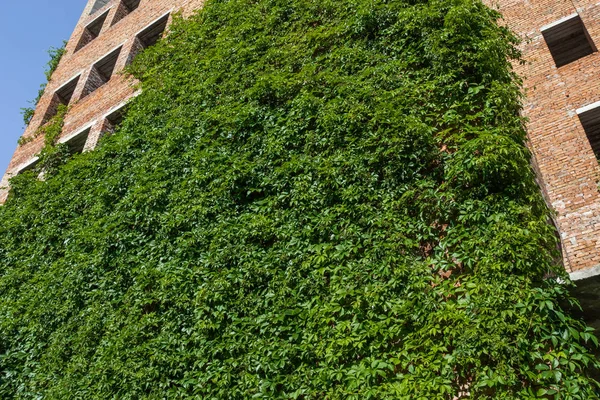A wall of green ivy that covers an unfinished brick house against a blue sky background.